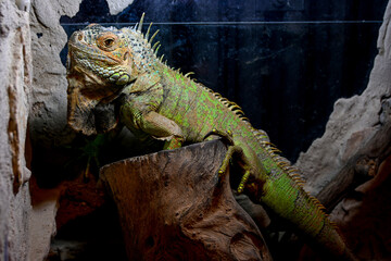 Large green iguana is clinging to a branch in a terrarium