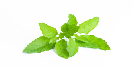 Green Holy Basil, Ocimum sanctum. Sweet Basil, Thai Basil on white background. Ocimum basilicum Linn.