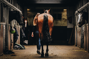 Girl walking with horse inside stable, getting ready to ride