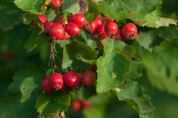 Crataegus sanguinea berries in an autumn garden, close up shot