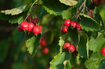 Crataegus sanguinea berries in an autumn garden, close up shot