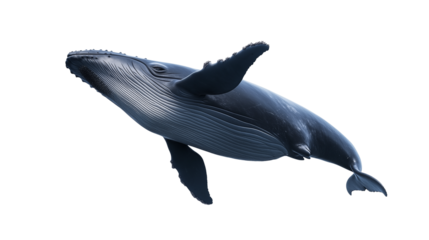 Majestic blue whale  isolated on transparent background