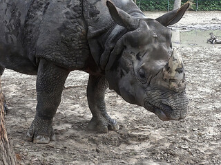 Fototapeta premium A rhinoceros in its majestic form