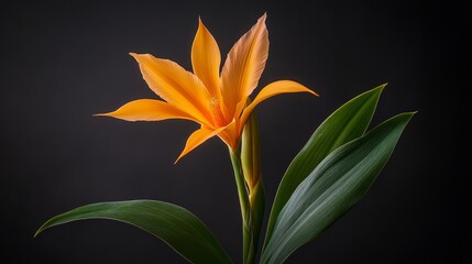 Stock Photographic Image of orange flower on black 1080p HD wallpaper