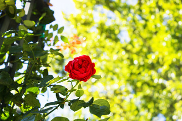 vibrant red rose in sunlight