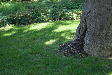 tree trunk and lush green grass