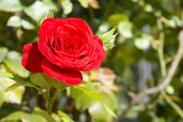 close-up of a vibrant red rose in sunlight