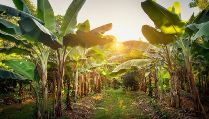 Obraz premium Outdoors sunny garden full of tropical banana tree plants full 