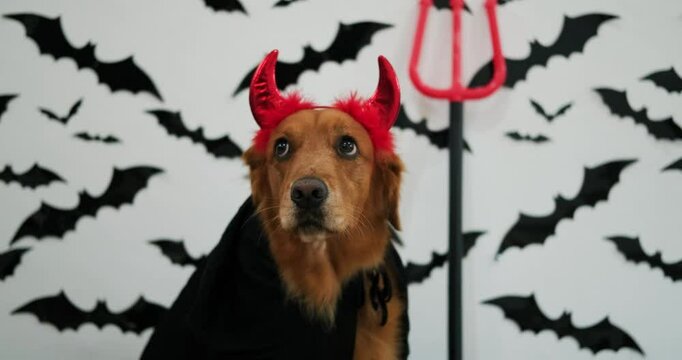 Portrait of dog in devil costume for Halloween. Golden retriever in black cloak lies against wall with bats, trident next to him, and hair clip with red horns on his head. Halloween decoration, party.