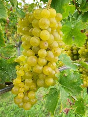 gelber Muskateller