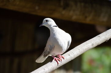 white dove on the branch