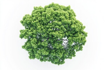 Fototapeta premium Lush green tree canopy viewed from above, isolated against a white background.