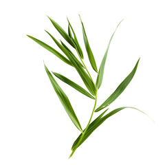 Obraz premium bamboo leaves isolated on white