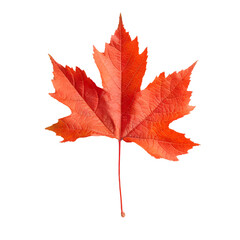 autumn maple leaf cut out