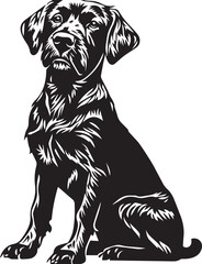 black and white sitting German Wirehaired Pointer dog