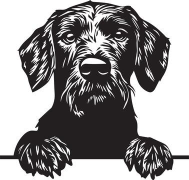 peeking German Wirehaired Pointer dog