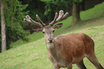 Damwild / Damhirsch / fallow deer / Wild / Wildwechsel / Wald
