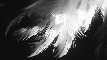 Fototapeta premium Fluffy bird feathers in black and white perfect for background use