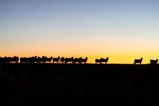 Lambs (sheep) silhouetted on ridge at sunset in evening light in a paddock