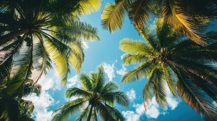 Coconut tree with leaf closeup view