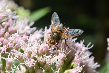 insetto su fiore