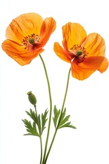 Vibrant Orange Poppy Flowers with Delicate Petals and Green Leaves Isolated on White Background.