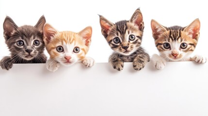 Adorable puppies and kittens looking over a white banner capturing a playful moment ideal for social media headers or website presentations