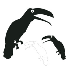 Toucan bird silhouette. Vector image