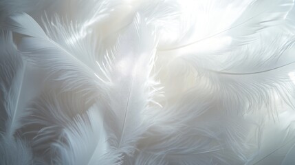 Obraz premium Close up of soft white feathers forming a light and delicate texture ideal for subtle backgrounds