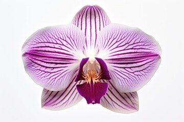 A captivating orchid with white petals and intricate purple veins