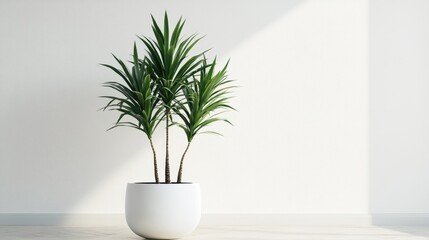 Dracaena fragrans indoor plant in a sleek white pot showcasing a fresh and modern aesthetic with an isolated background
