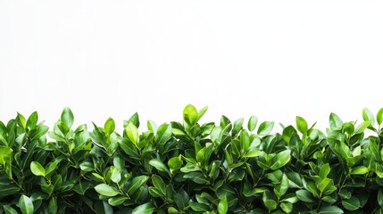 Fototapeta premium Lush green hedge featuring vibrant leaves set against a pristine white backdrop ideal for themes related to nature landscaping and garden design