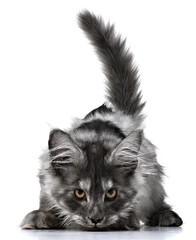 Cute young frisky grey kitten cat running around and playing isolated on white background. Tail up, arm extended looking in camera, for advertising feed. Purebred fluffy grey Maine Coon young cat