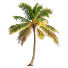 Obraz premium Vector illustration of coconut tree with leaf closeup view