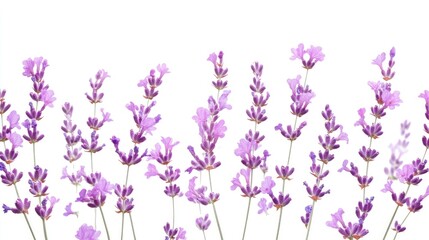 Bright arrangement of purple lavender blossoms on a white background isolated for emphasis