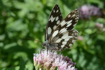 farfalla