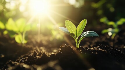 Green sprout emerging from soil with sunlight shining through