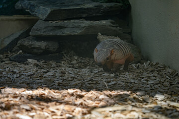 A nine-legged armadillo kept in captivity.
