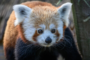 Red panda and head detail.
