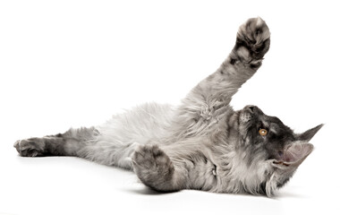 Playful young Maine Coon cat isolated on white. Cute baby grey kitten playing and swinging its paws. Kitty is playing lying down and waving its paws having fun playing. 