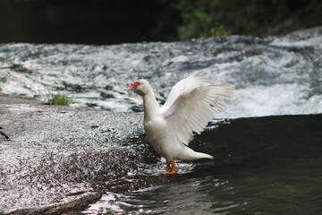 white goose in the water