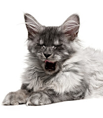 Cat yawns with wide mouth open isolated on white background. Maine Coon kitten lying yawning and roaring shows teeth and tongue.