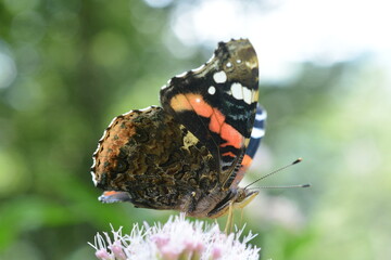farfalla