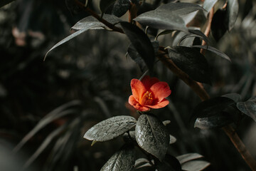 Blooming Camellia Japonica flower