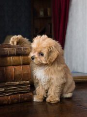 Cute maltipoo puppy posing at mirror