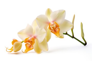 Fototapeta premium A graceful orchid with pale yellow petals and a soft orange lip