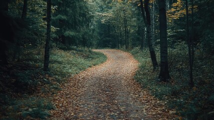 Obraz premium An empty forest path winding through trees, with the ground covered in a thick layer of leaves, leading the eye into the wilderness.