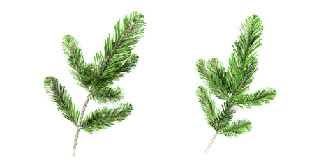 Twigs of christmas fir tree branch isolated on white