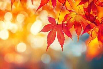 Fototapeta premium Beautiful autumn background with red maple leaves and blurred bokeh light leaf sunlight nature.