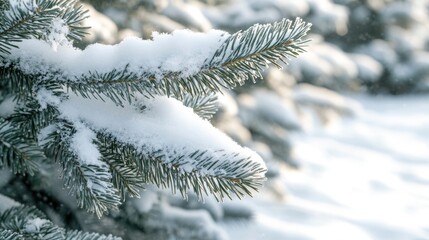 Pine Tree Covered in Snow